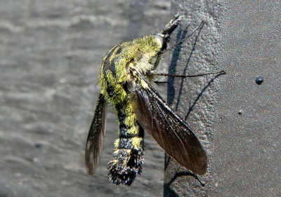 Lepidophora lutea; Bee Fly species