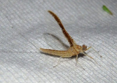 Callibaetis skokianus; Small Minnow Mayfly species; female