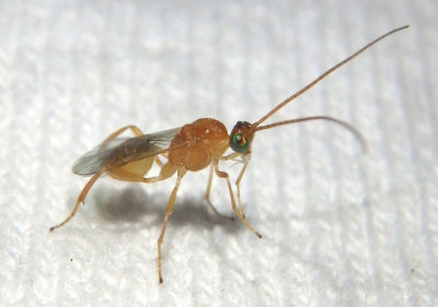 Meteorus Braconid Wasp species; male