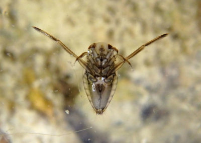 Notonecta undulata; Backswimmer species nymph