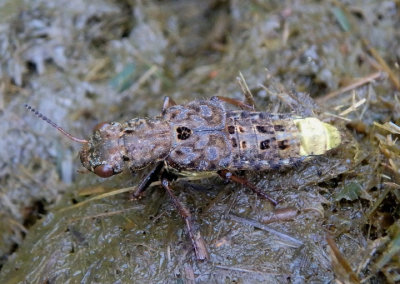 Ontholestes cingulatus; Gold-and-brown Rove Beetle