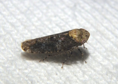 Paraphlepsius collitus; Leafhopper species