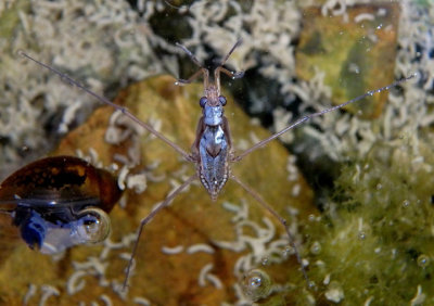 Gerris Water Strider species