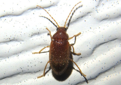 Ptilodactyla Toe-winged Beetle species; female