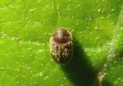 Protheca hispida; Death-watch Beetle species