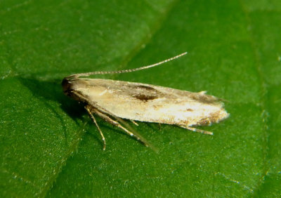 1710 - Monochroa gilvolinella; Twirler Moth species