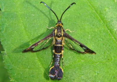 2600 - Carmenta ithacae; Clearwing Moth species