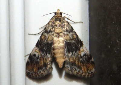 4755 - Elophila obliteralis; Waterlily Leafcutter Moth