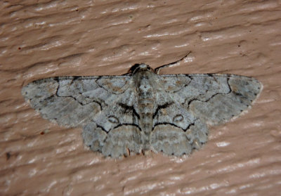 6588 - Iridopsis larvaria; Bent-line Gray Moth