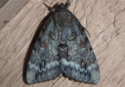 8784-8785 - Catocala obscura/residua compex; Underwing Moth species