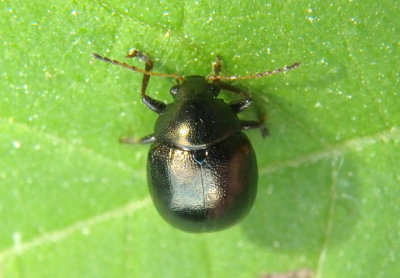 Brachypnoea Leaf Beetle species 