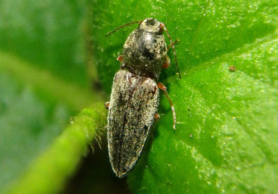 Cardiophorus convexus; Click Beetle species