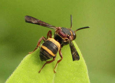 Epeolus bifasciatus; Two-banded Cellophane-cuckoo Bee