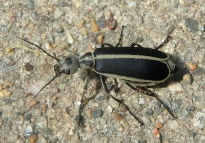 Epicauta funebris; Margined Blister Beetle