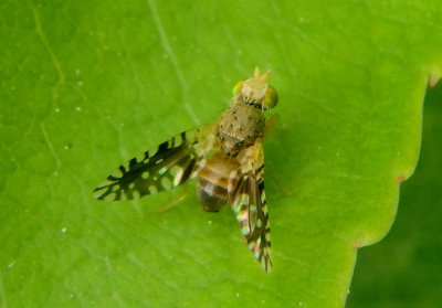 Euaresta bella; Fruit Fly species; male