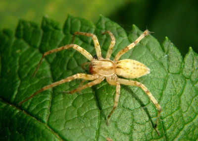 Hibana gracilis; Ghost Spider species