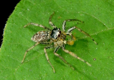 Maevia inclemens; Dimorphic Jumper; male 