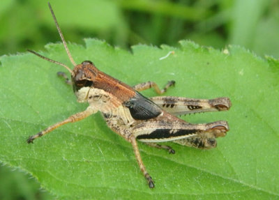 Melanoplus keeleri; Keeler's Spur-throat Grasshopper