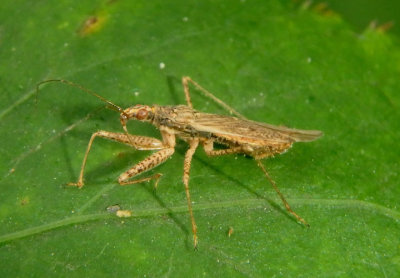 Nabis Damsel Bug species
