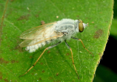 Pandivirilia Stiletto Fly species