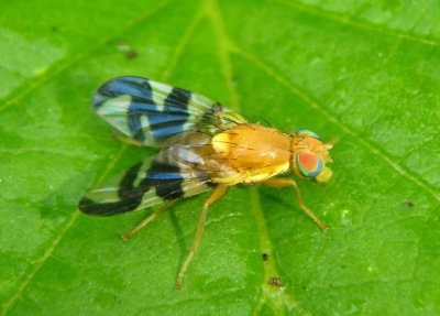 Rhagoletis suavis; Walnut Husk Fly; male