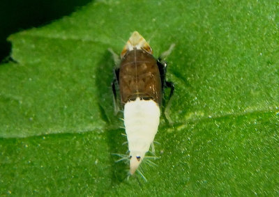 Scaphoideus incisus; Leafhopper species nymph 