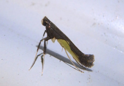 0594 - Caloptilia belfragella; Leaf Blotch Miner Moth species