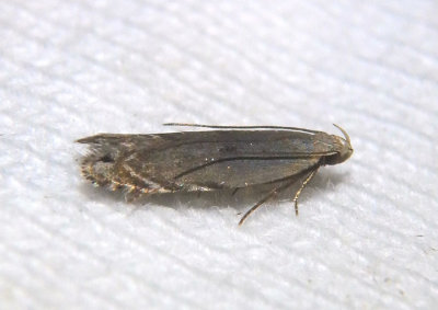 2225 - Battaristis concinusella; Twirler Moth species