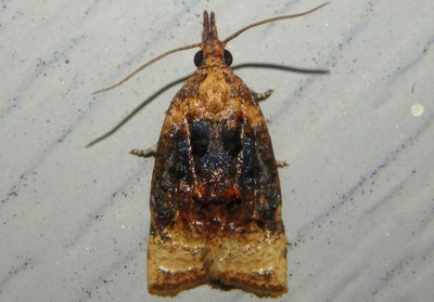 3732 - Platynota flavedana; Black-shaded Platynota Moth