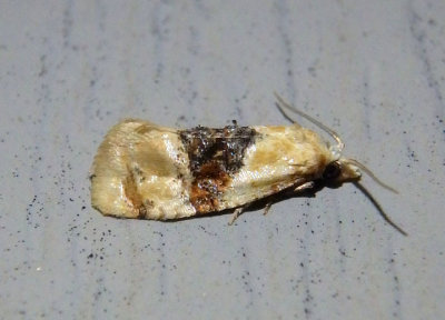 3777 - Cochylis hospes; Banded Sunflower Moth