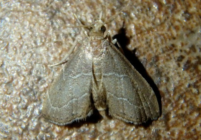 4864 - Stegea eripalis; Crambid Snout Moth species
