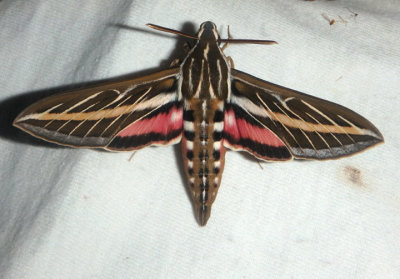 7894 - Hyles lineata; White-lined Sphinx Moth