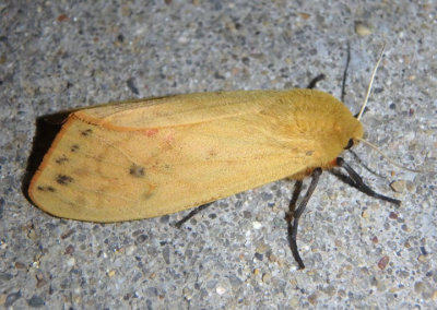 8129 - Pyrrharctia isabella; Isabella Moth