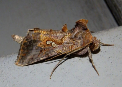 8908 - Autographa precationis; Common Looper Moth