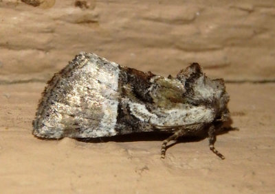 9428 - Meropleon ambifusca; Newman's Brocade Moth