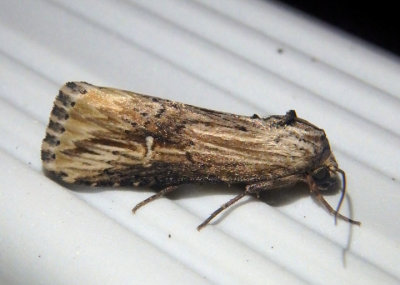 9661 - Crambodes talidiformis; Verbena Moth