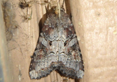 10304 - Trichordestra legitima; Striped Garden Caterpillar Moth