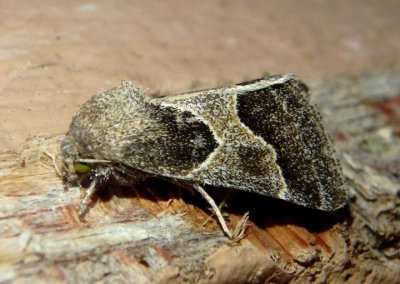 11135 - Schinia rivulosa; Ragweed Flower Moth