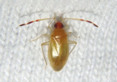 Ceratocapsus Plant Bug species 