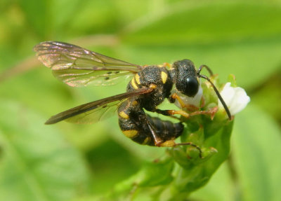 Cerceris Apoid Wasp species 