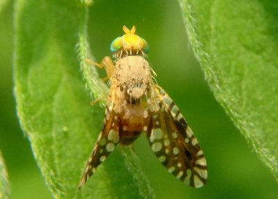 Euaresta bella; Fruit Fly species; male