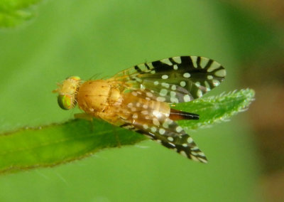 Euaresta festiva; Fruit Fly species; female