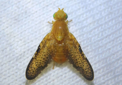 Icterica seriata; Fruit Fly species; male