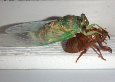 Neotibicen Annual Cicada species; teneral