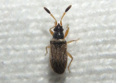Ptochiomera nodosa; Dirt-colored Seed Bug species