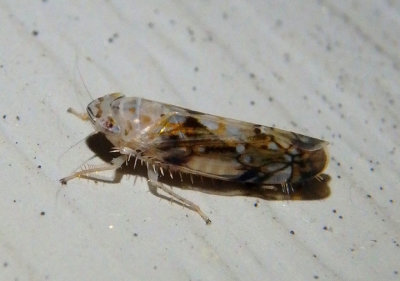 Scaphoideus intricatus; Leafhopper species