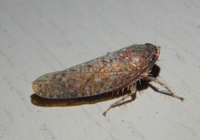 Texananus Leafhopper species