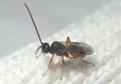 Microgastrinae Braconid Wasp species 