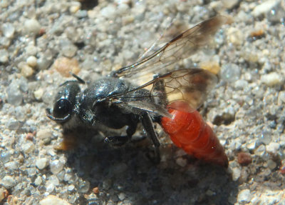 Astata Square-headed Wasp species; female