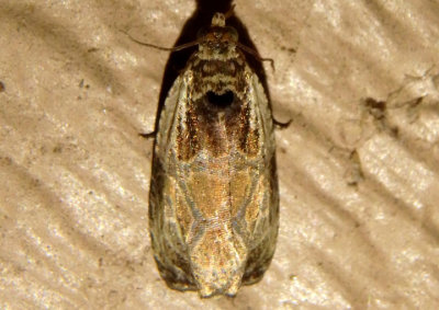 2817 - Olethreutes permundana; Raspberry Leafroller Moth